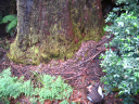 Tasmanien 054_bearbeitet