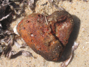 Tasmanien 181