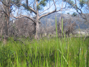 Tasmanien 187