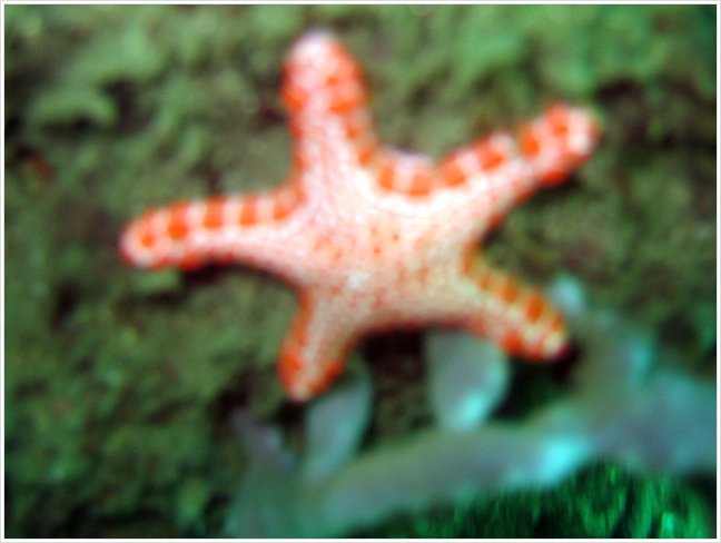 63029_diving1.jpg