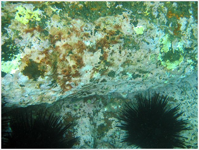 63040_diving1.jpg