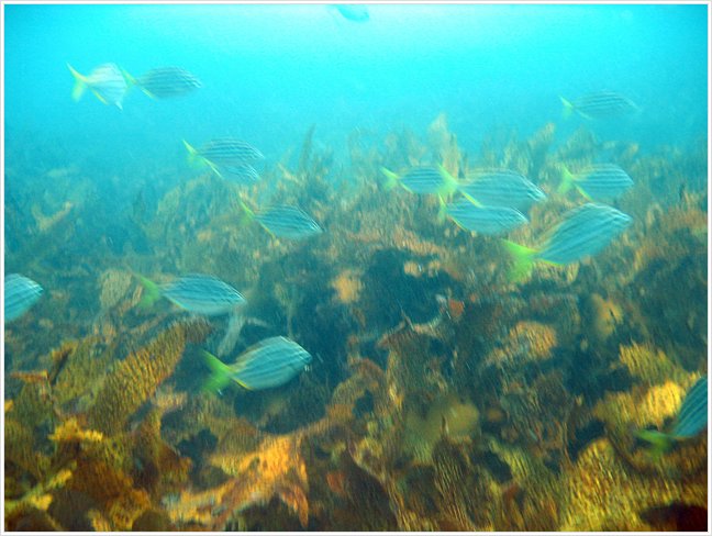 63044_diving1.jpg