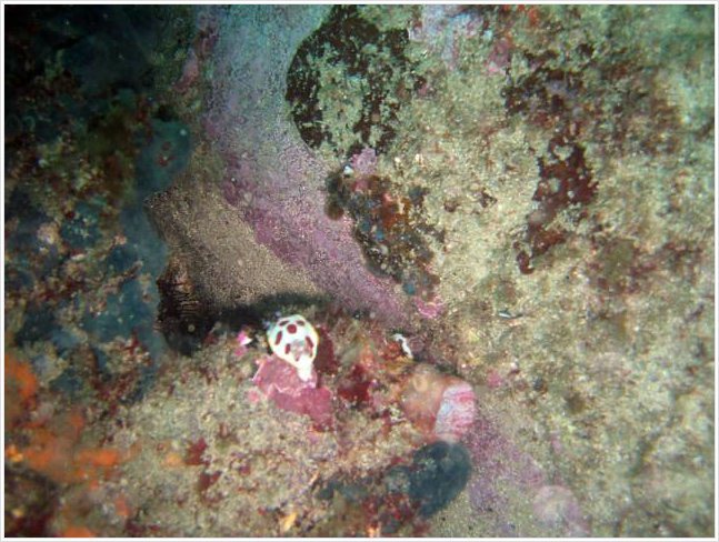 63056_diving1.jpg