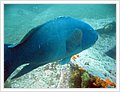 63012_diving1.jpg
