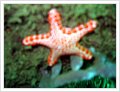 63029_diving1.jpg